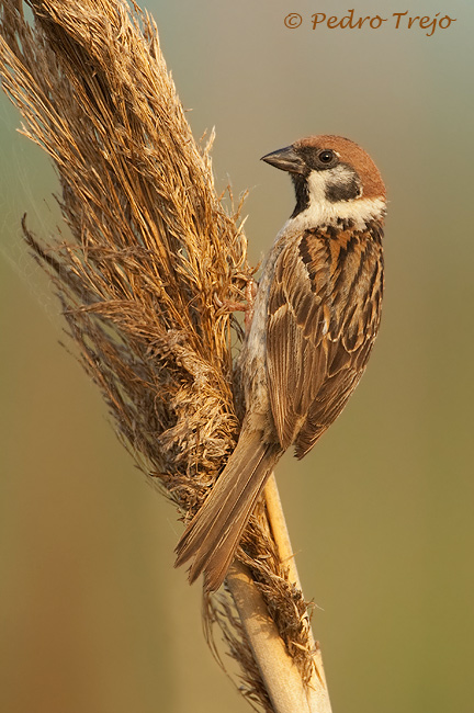 Gorrion molinero (Passer montanus)